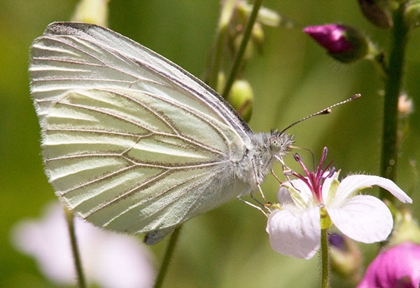 Mustard White Pieris napi Butterfly 