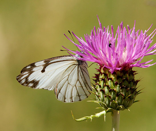 Pine White Neophasia menapia Butterfly