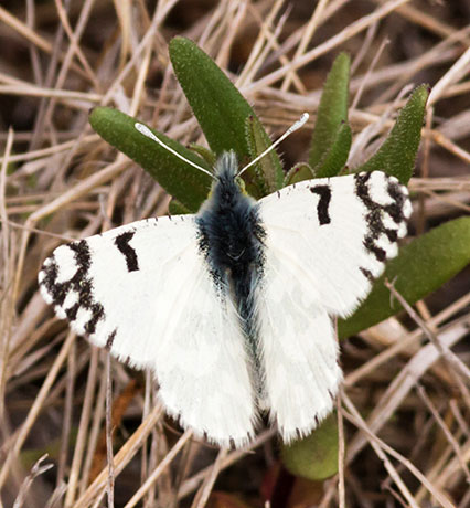 Desert Pearly Marble Euchloe hyantis lotta Butterfly
