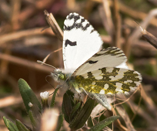 Desert Pearly Marble Euchloe hyantis lotta Butterfly