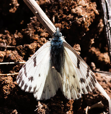 Spring White Pontia sisymbrii Butterfly 