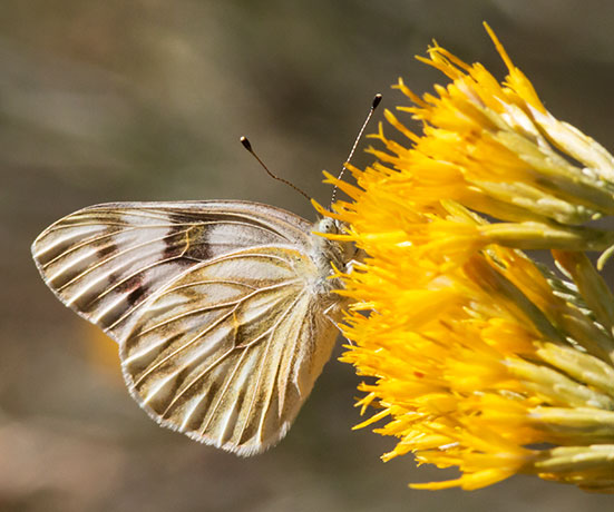 Checkered White Pontia protodice Butterfly