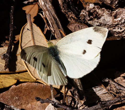 Cabbage White Pieris rapae Butterfly