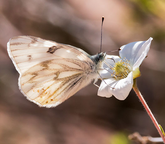 Checkered White Pontia protodice Butterfly