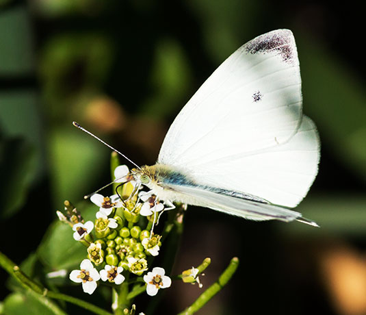 Cabbage White Pieris rapae Butterfly