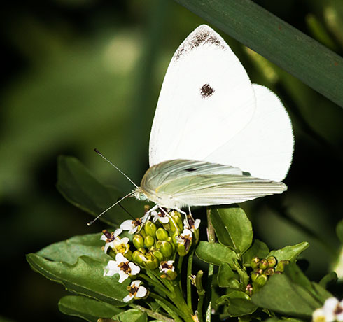 Cabbage White Pieris rapae Butterfly