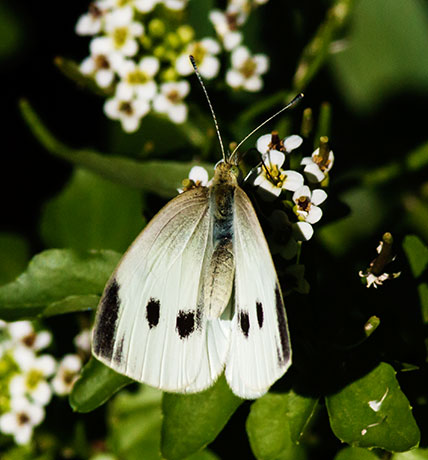 Cabbage White Pieris rapae Butterfly