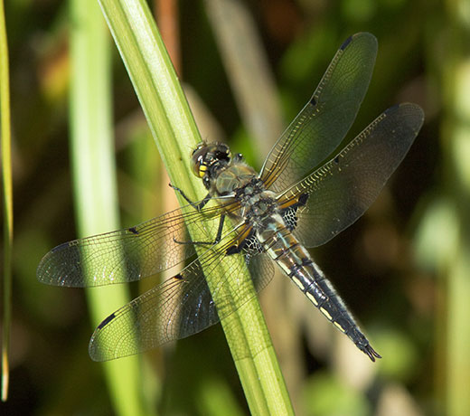 Dragonfly