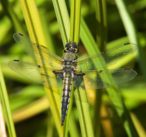 Dragonfly