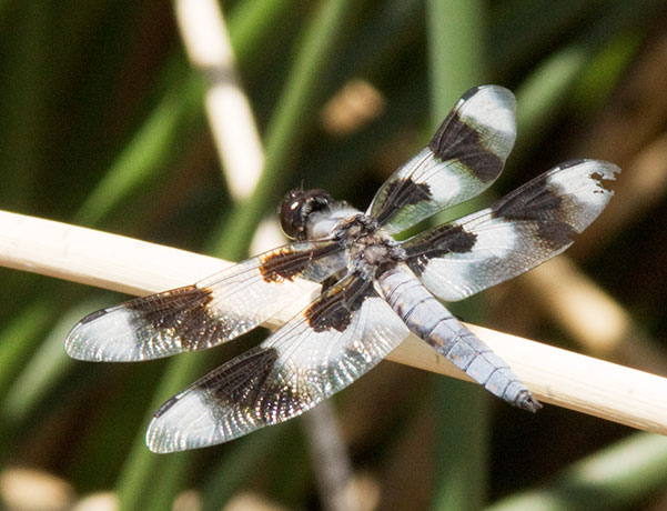 Dragonfly Eight-spotted Skimmer Libellula forensis 