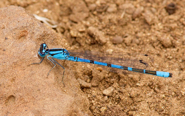 Damselfly
