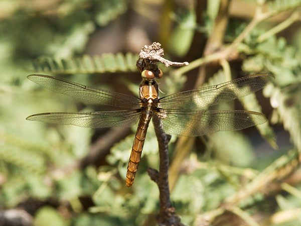 Dragonfly 