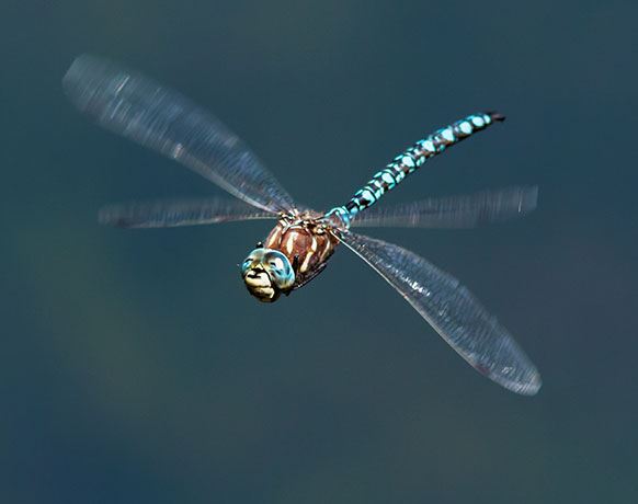 Dragonfly  