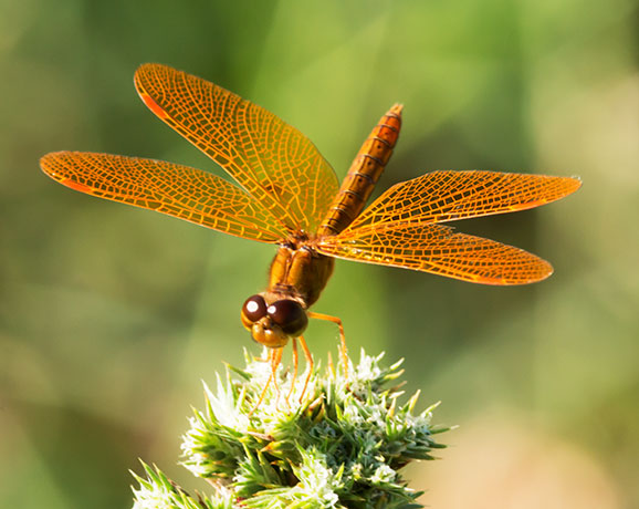 Mexican Amberwing Perithemis intensa Dragonfly  