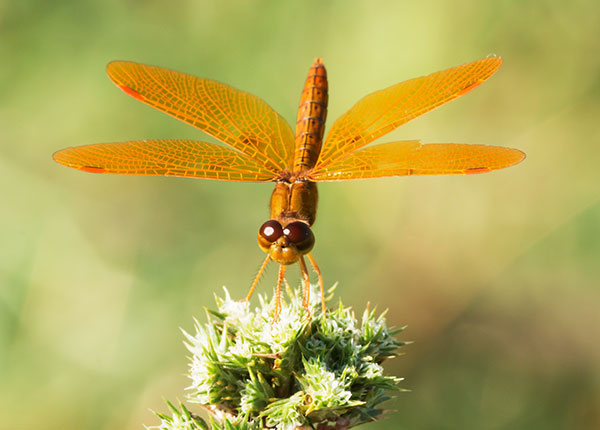 Mexican Amberwing Perithemis intensa Dragonfly  