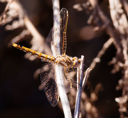 Variegated Meadowhawk Sympetrum corruptum  Dragonfly   