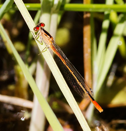 Damselfly Odonata 