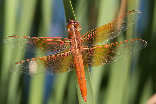 Flame Skimmer Libellula saturata Dragonfly