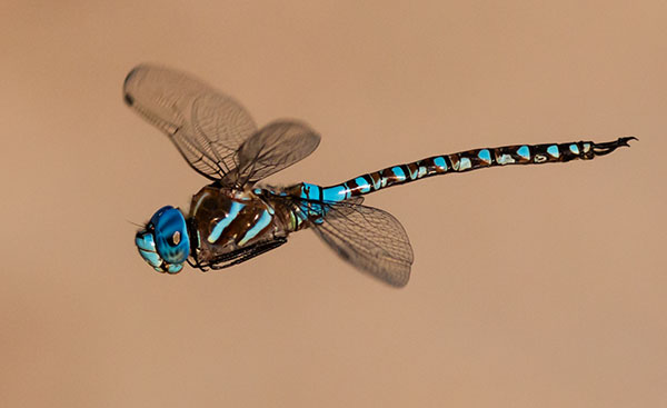 Blue-eyed Darner Rhionaeschna multicolor Dragonfly   