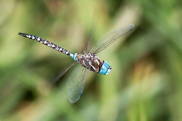 Blue-eyed Darner Rhionaeschna multicolor Dragonfly   