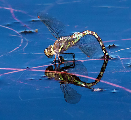 Dragonfly   