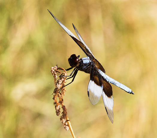 Widow Skimmer Libellula luctuosa Dragonfly