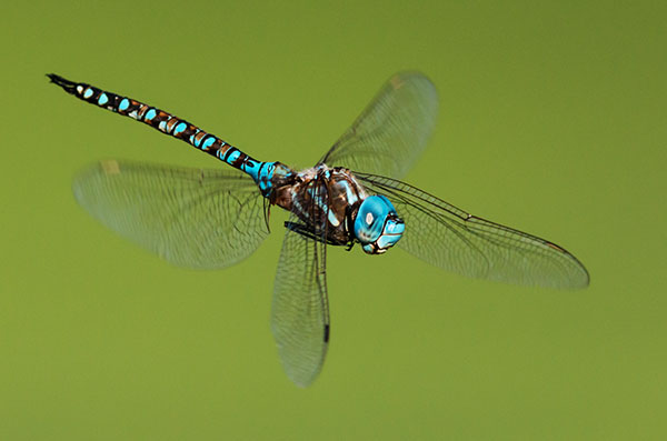 Blue-eyed Darner Rhionaeschna multicolor Dragonfly   