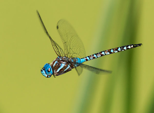 Blue-eyed Darner Rhionaeschna multicolor Dragonfly   