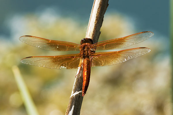 Flame Skimmer Libellula saturata Dragonfly