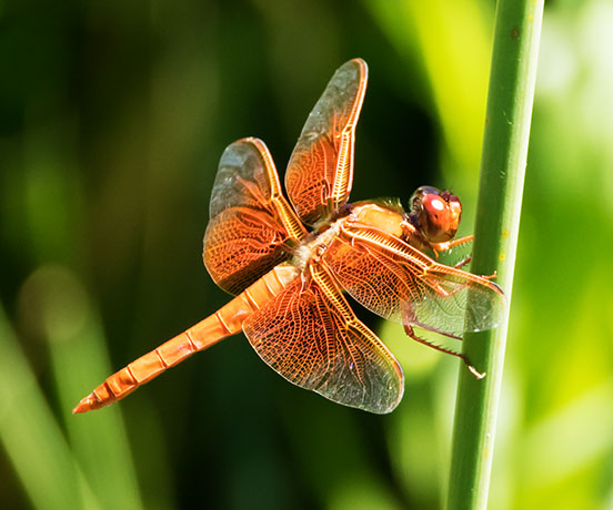 Flame Skimmer Libellula saturata Dragonfly