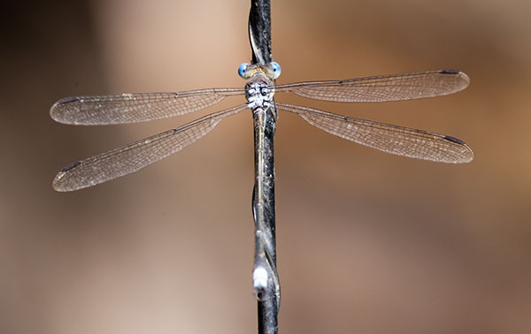 Damselfly Odonata 