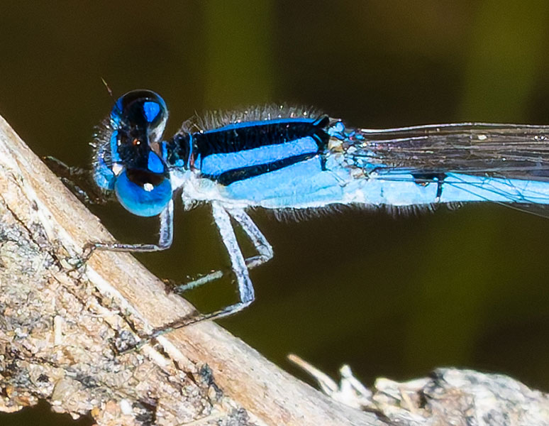 Damselfly Odonata 