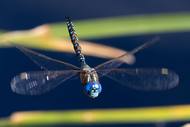 Blue-eyed Darner Rhionaeschna multicolor Dragonfly   