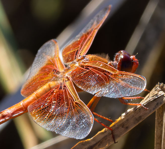 Flame Skimmer Libellula saturata Dragonfly
