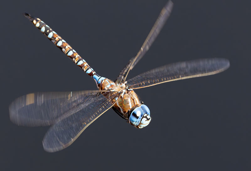 Blue-eyed Darner Rhionaeschna multicolor Dragonfly   