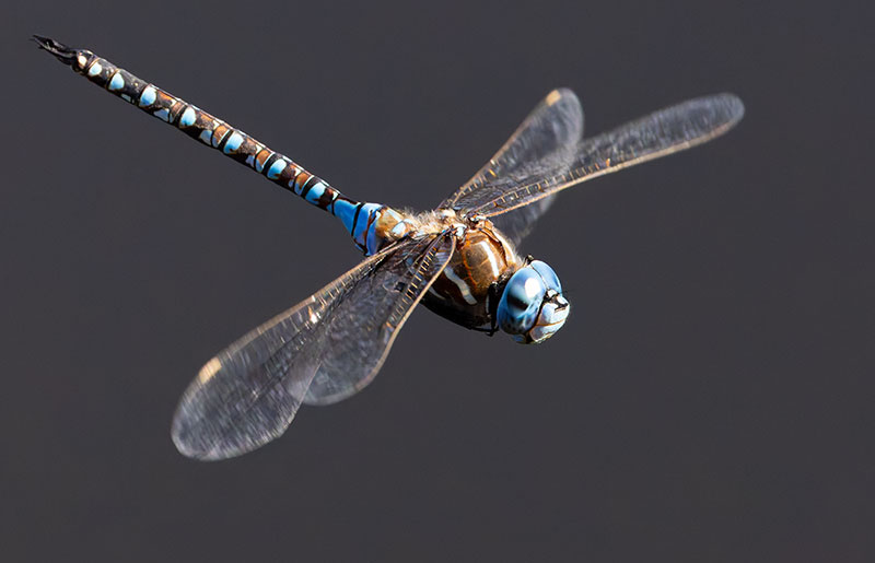 Blue-eyed Darner Rhionaeschna multicolor Dragonfly   