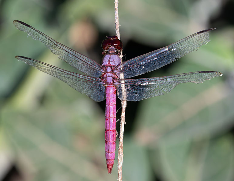 Dragonfly Odonata sp.  