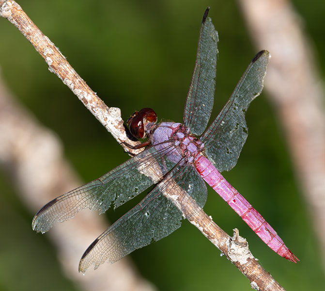 Dragonfly Odonata sp.  