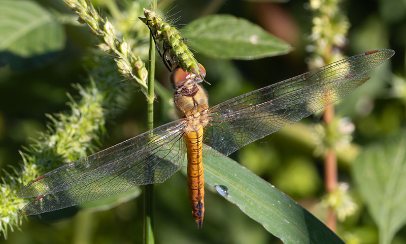 Dragonfly Odonata sp.  