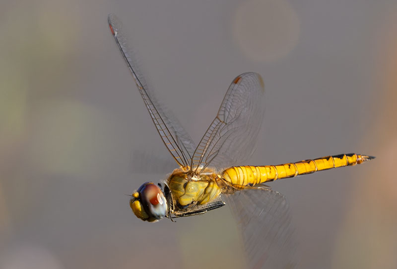 Dragonfly Odonata sp.  