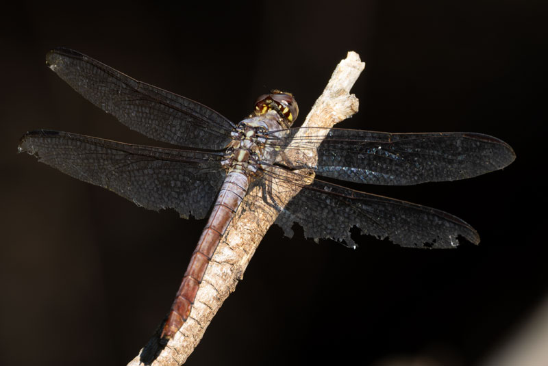Dragonfly Odonata sp.  