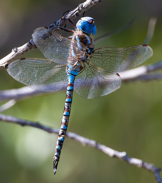 Dragonfly Odonata sp.  