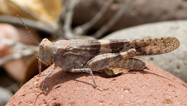 Grasshopper
