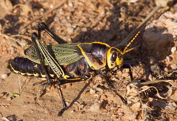 Horse Lubber Grasshopper Taeniopoda eques