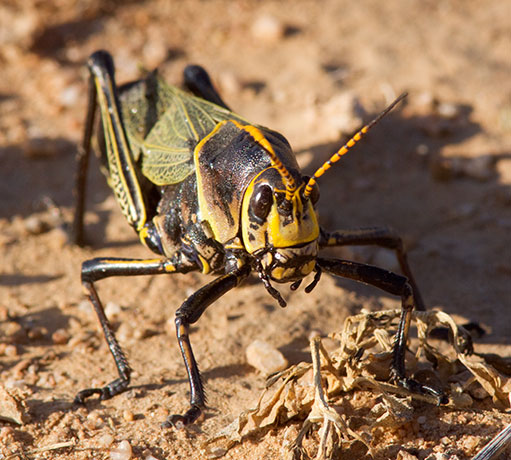 Horse Lubber Grasshopper Taeniopoda eques