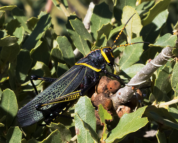 Horse Lubber Grasshopper Taeniopoda eques