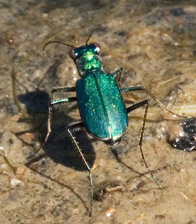 Punctured Tiger Beetle Cicindela punctulata chihuahuae