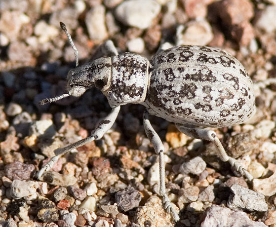 Broad-nosed Weevil group (probably Ophryastes nivosus)