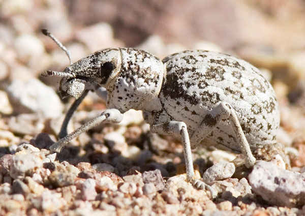 Broad-nosed Weevil group (probably Ophryastes nivosus)