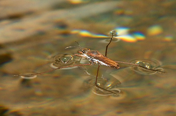 Water Strider